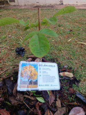 Programa de Educação Ambiental em comemoração ao Dia da Árvore
